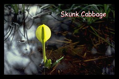 Skunk Cabbage (Lysichitum americanum)
